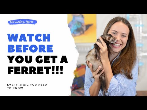 What is a Ferret? | Ferrets as Pets 101
