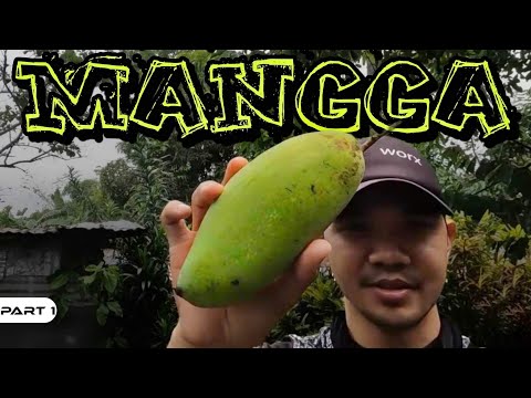 EP997-P1 - Pamimitas ng Mangga
