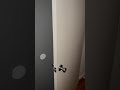 Ghosts In My House I M Moving Ghost Reels Shorts