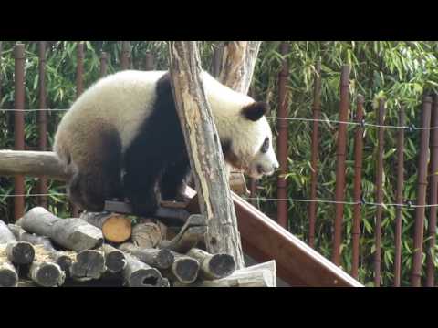 Baby Panda Tian Bao - Pairi Daiza 25/06/2017