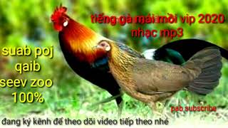 Download lagu Suab poj qaib seev zoo 100% 2020 / latest hen standard bait 100%. 2020 mp3 Download lagu Suab poj qaib seev zoo 100% 2020 / latest hen standard bait 100%. 2020 mp3