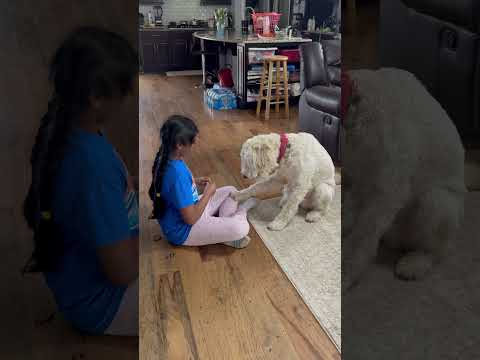 Sparky treat trick #sparky #dog #tricks