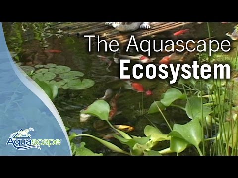 The Aquascape Ecosystem
