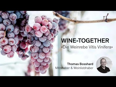 Wine-Together: «Die Weinrebe Vitis Vinifera»