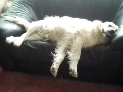 Funny dog grinning on the sofa