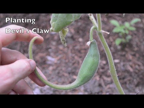 Planting Devil's Claw Seeds. Native American Heirloom Food Crop.