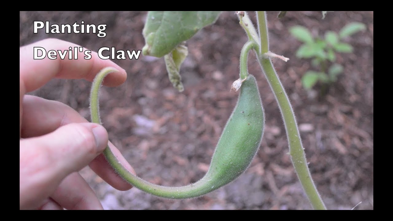 Planting Devil's Claw Seeds. Native American Heirloom Food Crop. - YouTube
