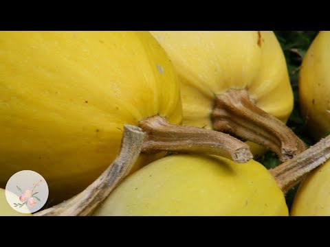 スパゲッティスカッシュ 植物