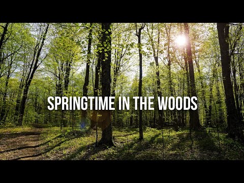 Springtime in the Woods ||| Mamiya RB67 + Yashica-Mat 124g