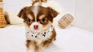 チワワ（ロング）の動画01