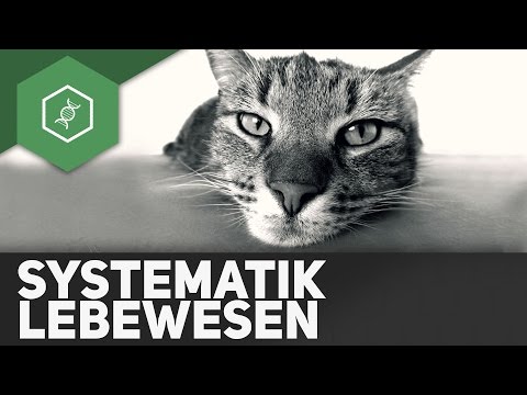 Was ist Systematik?! - Die raffinierte Einteilung der Lebewesen