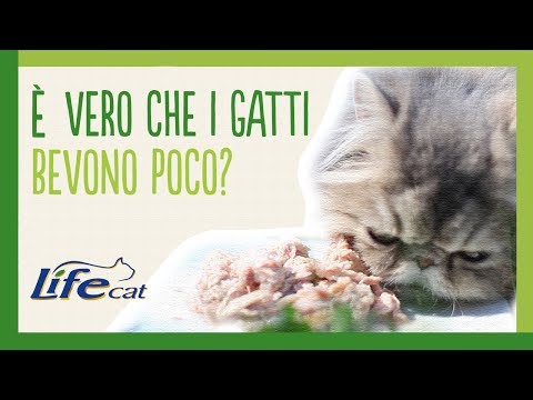 Sospensioni di prazitet da vermi per cuccioli Quali targhe da parassiti è migliore per la gente