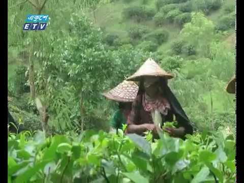 শুরু হয়েছে দেশের ২য় চা নিলাম কেন্দ্রের কার্যক্রম