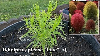 Kochia Scoparia Trichophylla - Burning Bush Plant