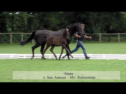 Stückemann, San Amour-Rubinstein-Donnerschwee-Furioso II