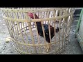 6 Cara Jitu Melatih Ayam Bangkok Pukul Saraf Pemula Wajib Nonton
