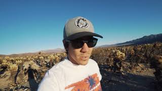 JOSHUA TREE WAS NOT WHAT WE EXPECTED