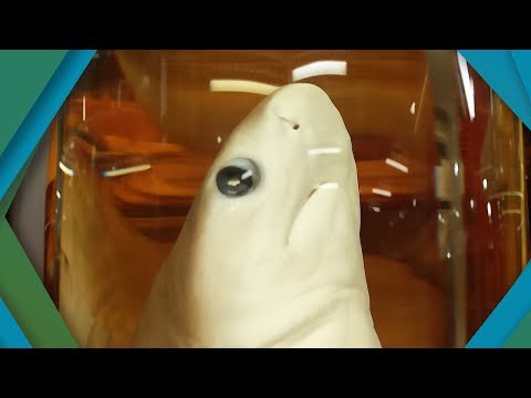 download lagu mp3 mp4 Preserved Bugs For Sale, download lagu Preserved Bugs For Sale gratis, unduh video klip Preserved Bugs For Sale