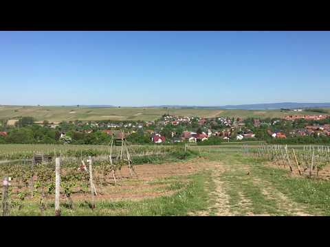 Saulheim, Rheinhessen, 360° Panorama vom 6. Mai 2018
