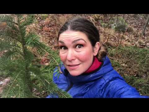 Övervintra känsliga växter -knep och 3 zonknäckare