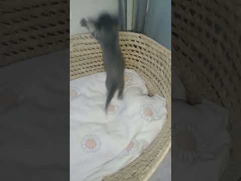 Kotelet e mia të vockëla 😍