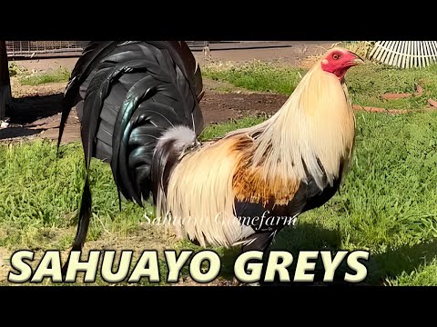 Beautiful Quality Birds Giro Grey SAHUAYO FARM - Farm Visit USA