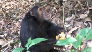 preview picture of video 'A Chimp having a little snack!'