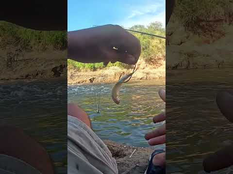 Pesca y Cocina en LOS PUESTOS, Bagres y Asado #pesca #fishing #argentina #fish #tucuman