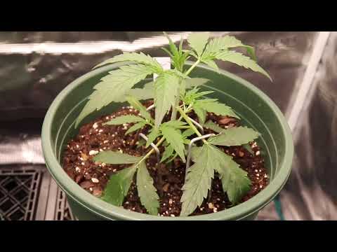 AUTOFLOWERS GROW SERIES UPDATE IN THE 3X3 TENT AT WEEK 3 ON (DAY 21)