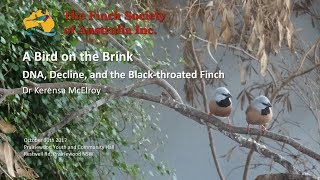 A Bird on the Brink. DNA, Decline, and the Black-throated Finch