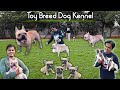 Toy Breed Dog Kennel In Maharashtra | Import Bloodline French Bulldog @Sky Pets Pune