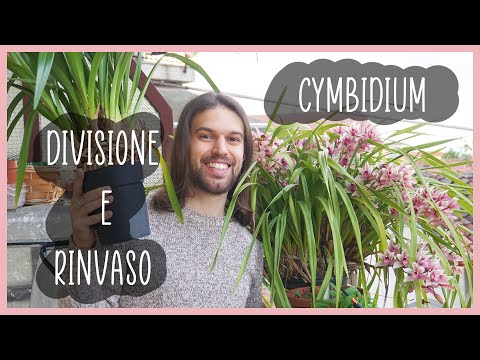 🌸 How to divide and repot cymbidiums - [TUTORIAL]
