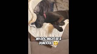 Download lagu My Dog Might Be A Democrat 🤣 #funny #memes #funnymemes #Dog #doglovers #trump mp3