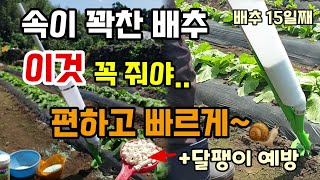 배추. 무우1차 추비 이것 꼭 줘야 속이 꽉찬 배추가됩니다 비료투입기로 편하고 빠르게 배추 달팽이 퇴치 꿀팁