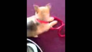 Gene Simmons &amp; Shannon Tweed-Simmons&#39; new dog