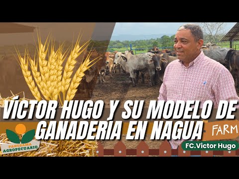 CEBA INTENSIVA CON PAJA DE ARROZ, FC. DE VICTOR HUGO NAGUA | Panorama Agropecuario