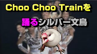音楽に合わせて首を振るシルバー文鳥リーフ