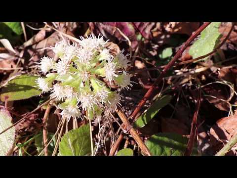 Sumpfdotterblume, Pestwurz & Co. - Frühblüher im Nationalpark Bayerischer Wald