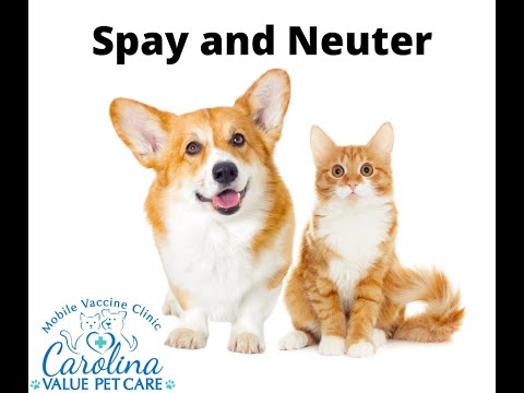 Spay and Neuter