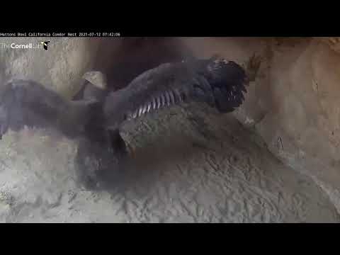California Condor Chick Greets The Day, Stretches Wings – July 12, 2021