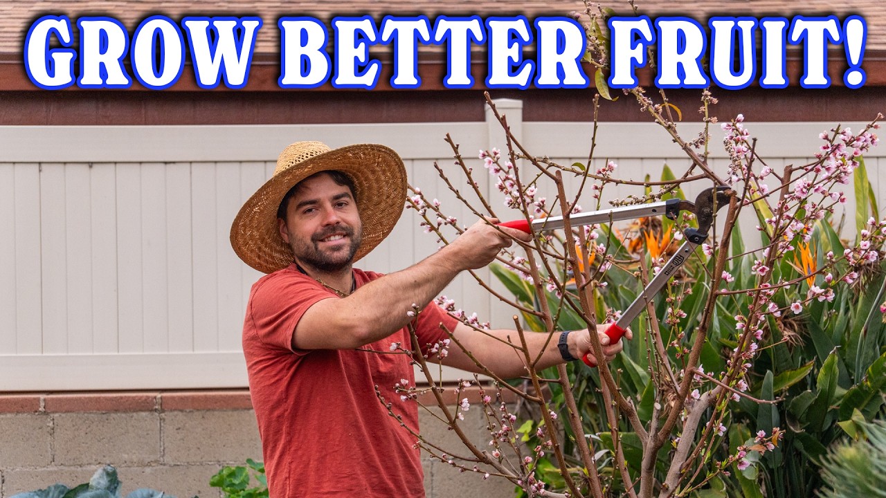 How I Prune ALL Of My Fruit Trees For MAX Flavor