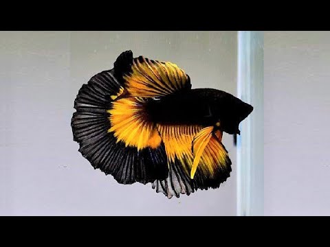 10 Most Beautiful Betta Fish Breeds in the World