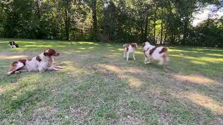 Video preview image #1 Brittany Puppy For Sale in Curwensville, PA, USA