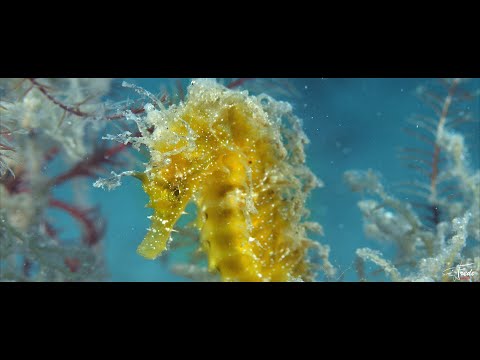 Tauchen in Kroatien - Istrien: Wracks, Steilwandtauchen, Makro