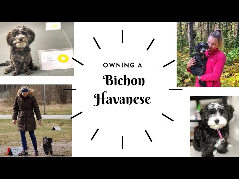OWNING A DOG - BICHON HAVANESE