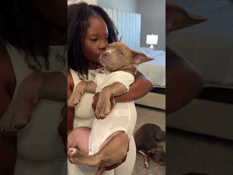 He gives me puppy fever ! #puppy #cute