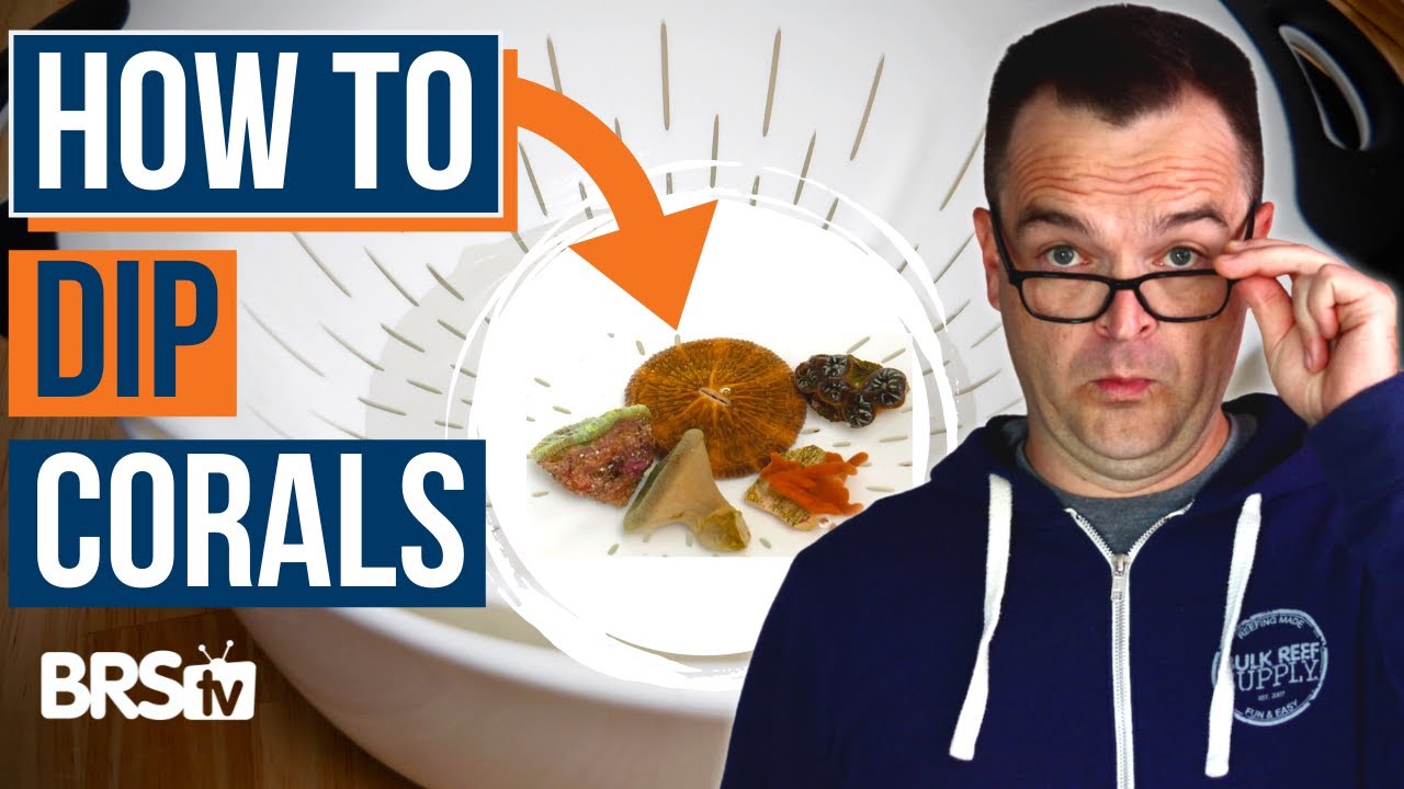 Coral Dipping for Beginners: Full 10-Step Protocol to Block Common Reef Pests