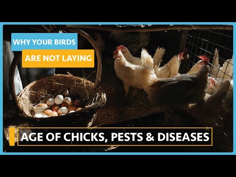 Why my birds are not laying Lesson 1 Choice of chicks