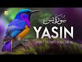 Surah Yasin Yaseen سورة يس Beautiful Voice Heart Touching Zikrullah TV