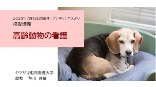 高齢動物の看護